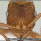 Image for article titled Scientists Discover All-Female Ant Species that Reproduces by Cloning